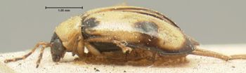 Media type: image; Entomology 18455   Aspect: habitus lateral view